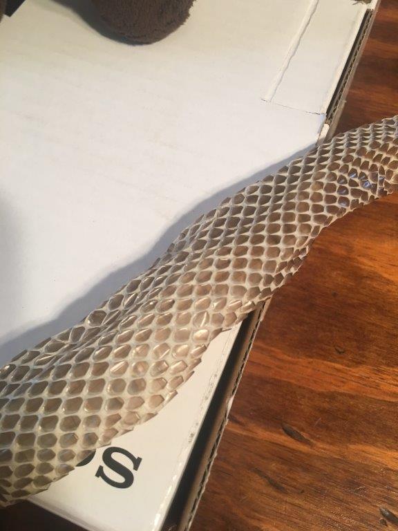 Virginia Beach snake skin